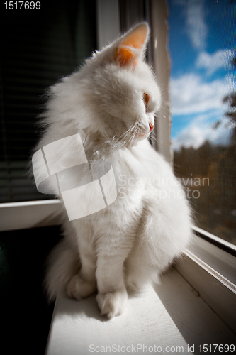 Image of cat sit by the window