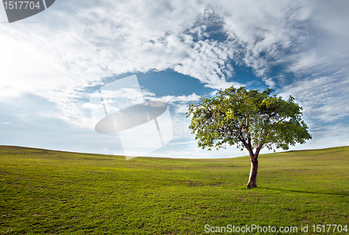 Image of tree against the blue sky