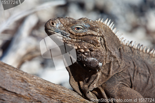 Image of iguana