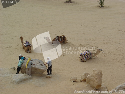 Image of waiting camels