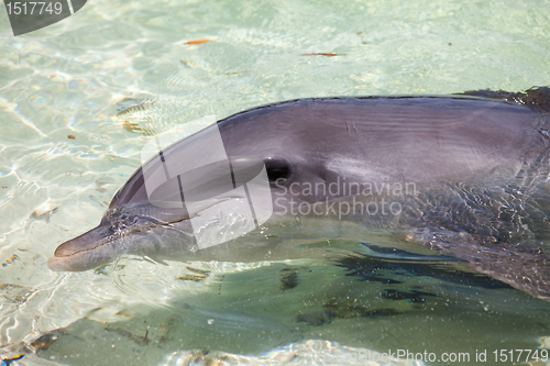 Image of dolphin