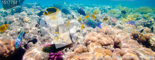 Image of Tropical Coral Reef. Red sea