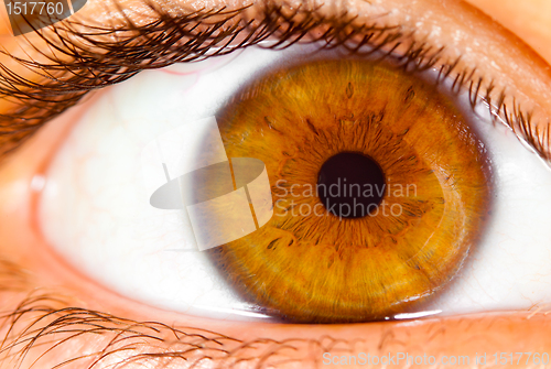 Image of Human eye close up ...