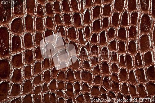 Image of crocodile leather texture