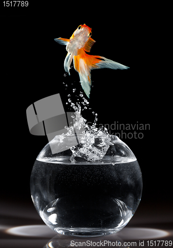 Image of goldfish jump