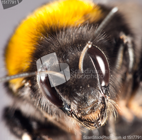 Image of bumblebee close up