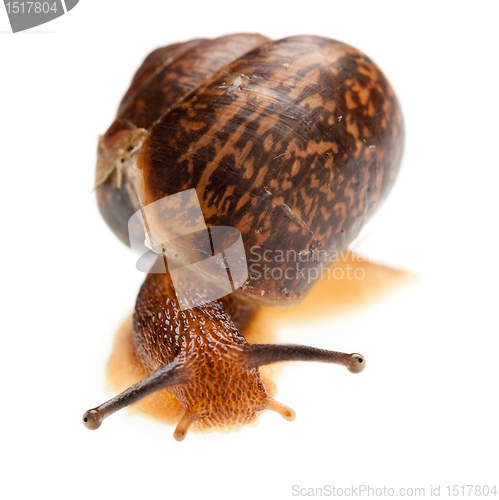 Image of snail (edible snail)