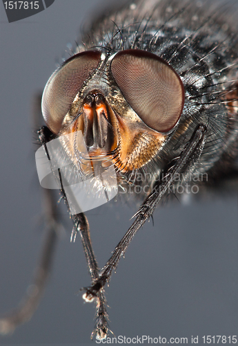 Image of Fly close up