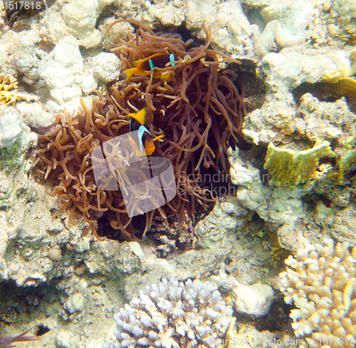 Image of anemonefish - Red sea