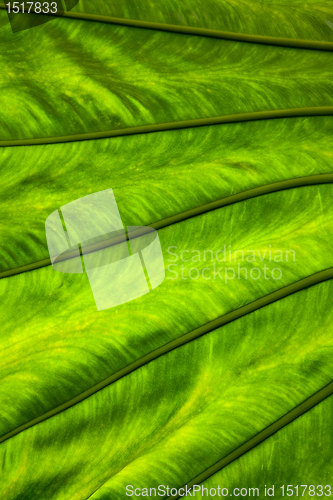 Image of palm tree close up