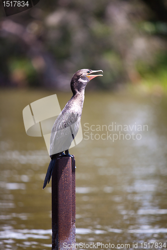 Image of cormorant (Phalacrocorax)