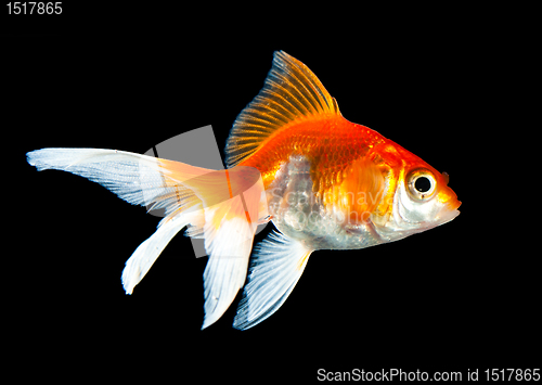 Image of goldfish