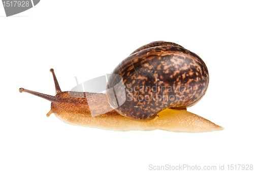 Image of snail (edible snail)