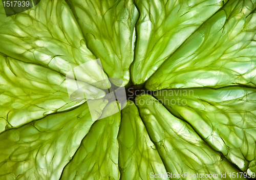 Image of Photo of a citrus close up.