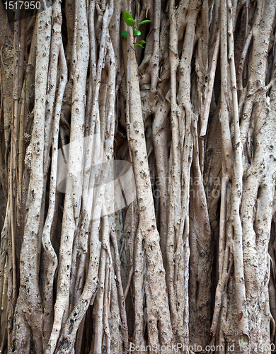 Image of ficus background