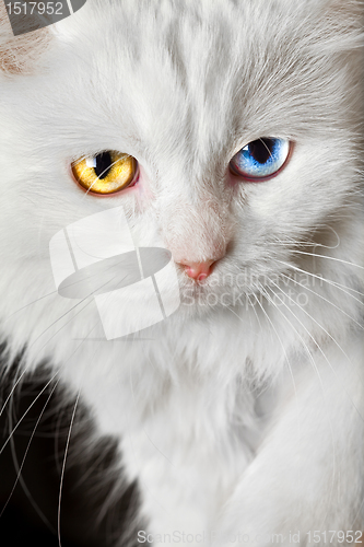 Image of varicoloured eyes white cat