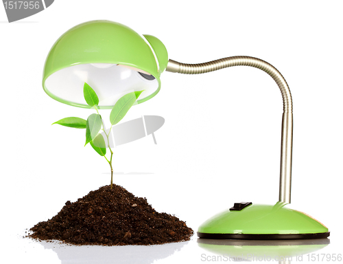 Image of Young sprout and table lamp