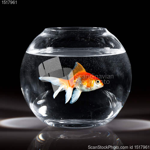 Image of goldfish