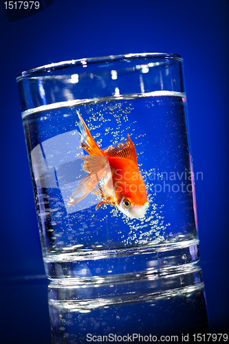 Image of Gold small fish in a water glass