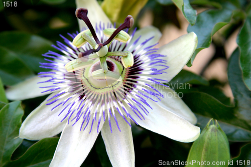 Image of passion flower