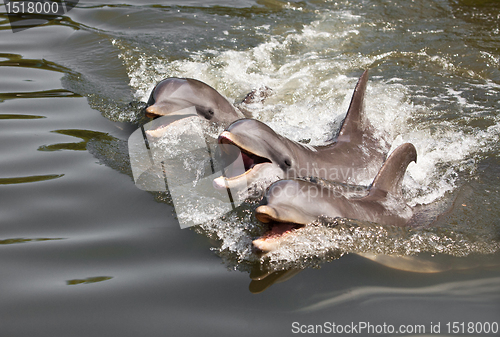Image of dolphins