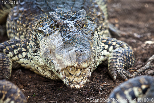 Image of crocodile, alligator on an ox