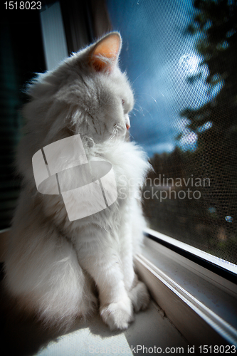 Image of cat sit by the window