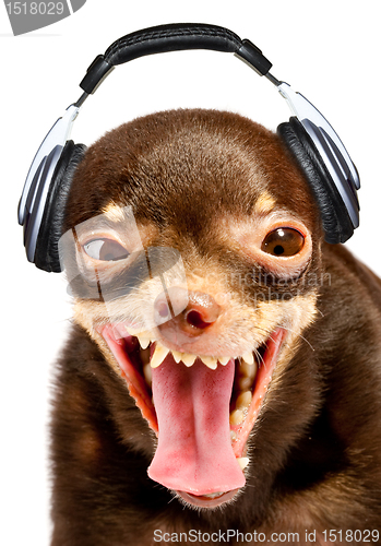 Image of Ridiculous dog DJ.