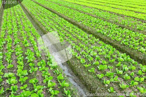 Image of field