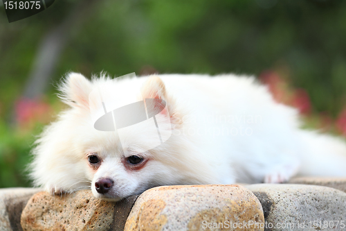 Image of pomeranian dog