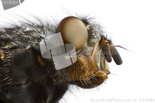 Image of side view of house fly