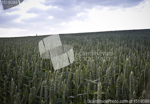 Image of field of cereals