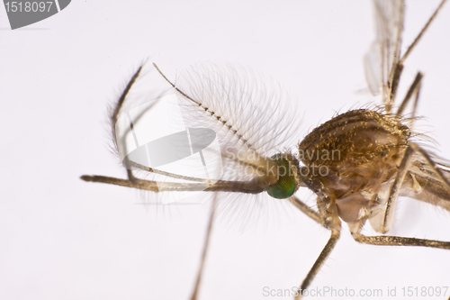 Image of Sucking insect in close up