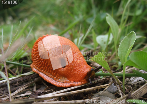 Image of red slug creeping on the ground