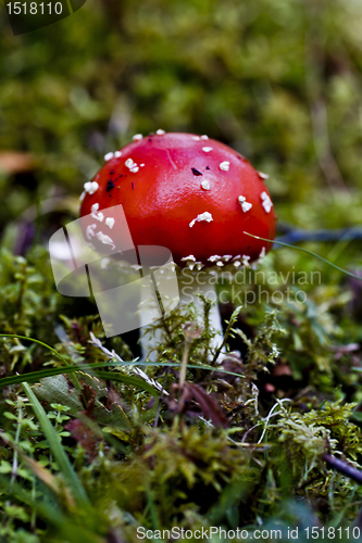 Image of mushroom - fly agraric