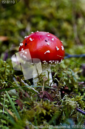 Image of mushroom - fly agraric