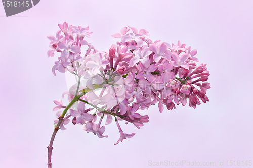 Image of Lilac inflorescence