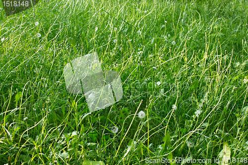 Image of Grasses lawn