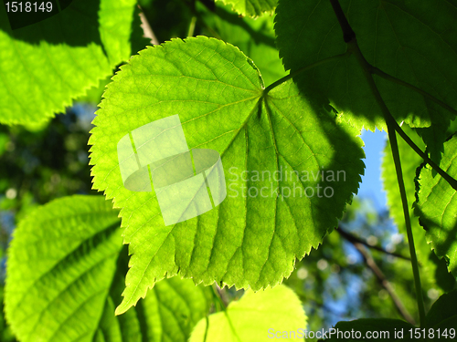 Image of fresh green leaf 