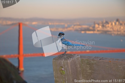 Image of Golden Gate Scrub-Jay