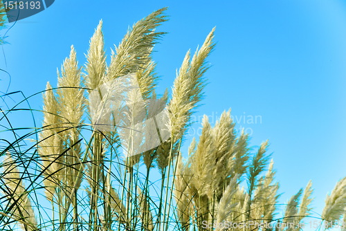 Image of feathegrass