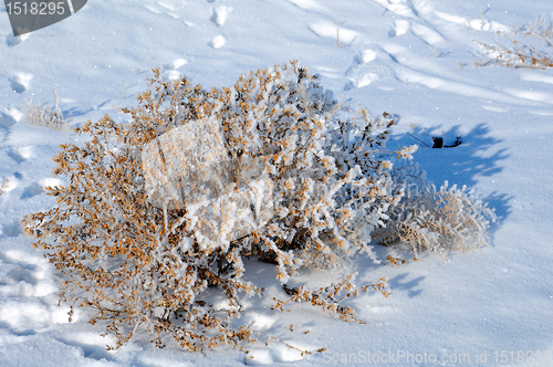 Image of Dry Bush and Footprints On Snow