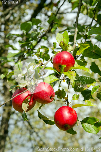 Image of Ripe red apple fruit hang tree branch Healthy food 