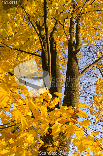 Image of Autumn maple leaves trunk yellow background tree 
