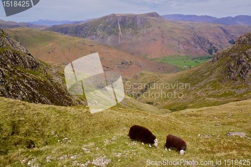 Image of Sheep grazing in Lake District, England