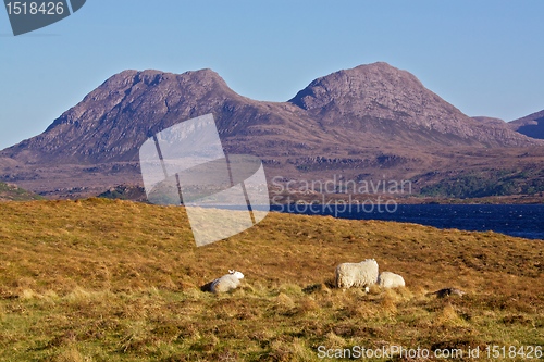 Image of Sheep grazing in Scotland
