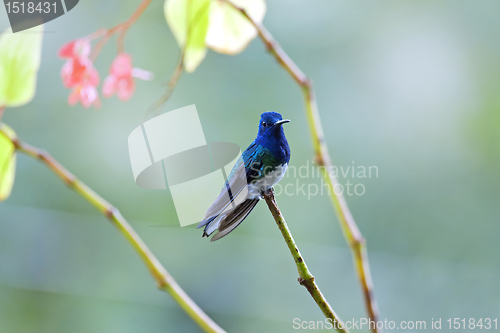 Image of Hummingbird