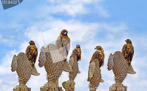 Image of Galapagos Hawks on Santa Fe