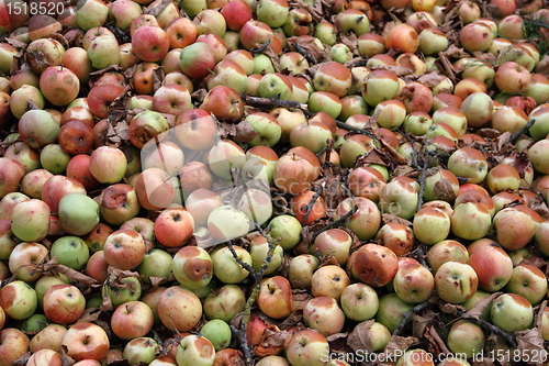 Image of windfall fruits