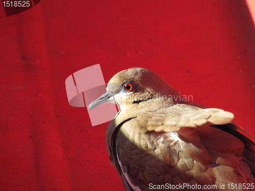 Image of Pigeon in Caribbean 